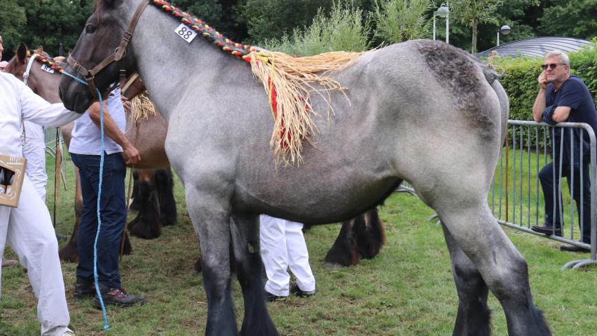 Sela van de Dooreplas, eerste prijs bij de merrieveulens geboren in 2016 derde reeks. Eig.: Steven Vlaeminck – Vosselare.