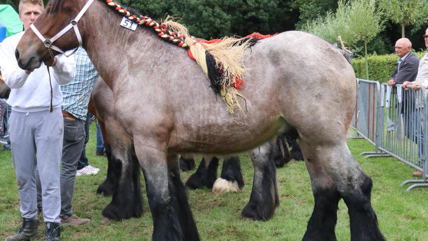 Unic van de Musschoot, eerste prijs bij de hengstveulens geboren in 2016 en tevens kampioen. Eig.: Melisa Maes, Meerdonk.