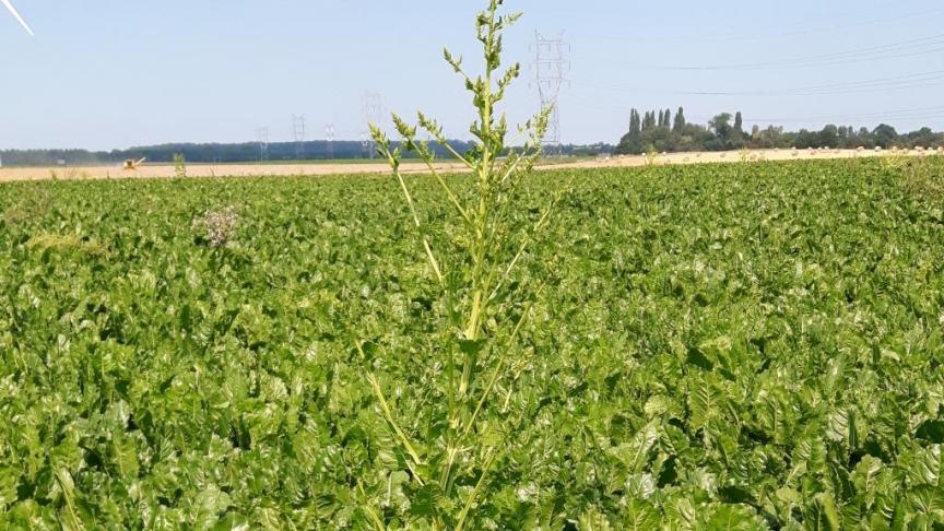 Ga in uw bietenpercelen om de schieters en onkruidbieten te verwijderen.