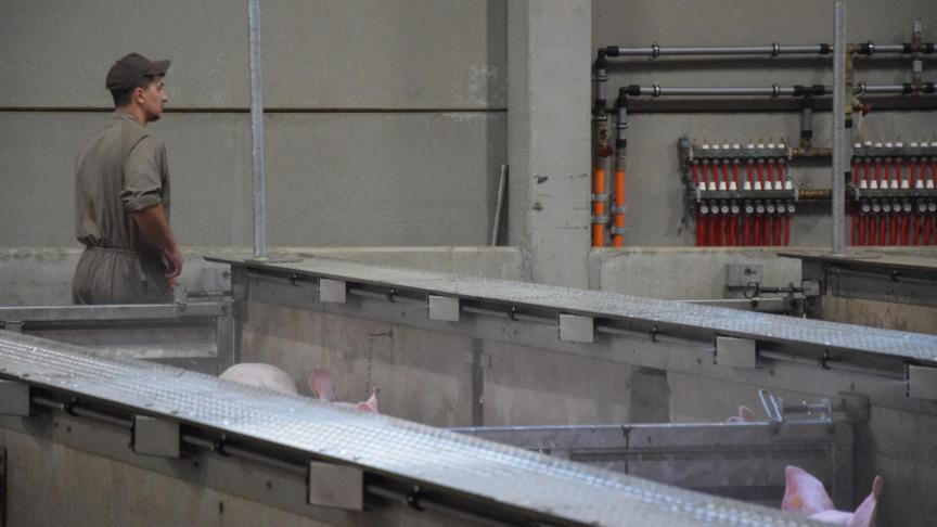 Het slachthuis beschikte al over een rustgevende verneveling en speelkettingen. Het is in de opleiding van de stalmedewerkers dat het het grootste verschil wil maken.