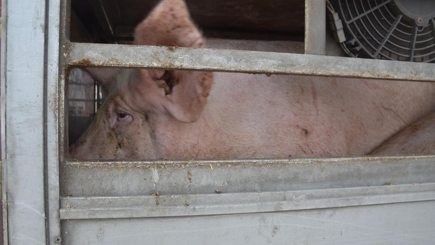 Michael Gore wees op de verantwoor-delijkheid van alle schakels: ook van transporteurs en veehouders.