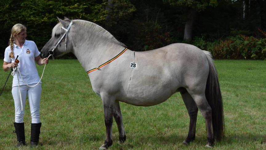 Lucretia van de Bilterhoeve, best-getoiletteerde. Eig.: Dennis en Patty Dierckx-De Groote uit Lille.