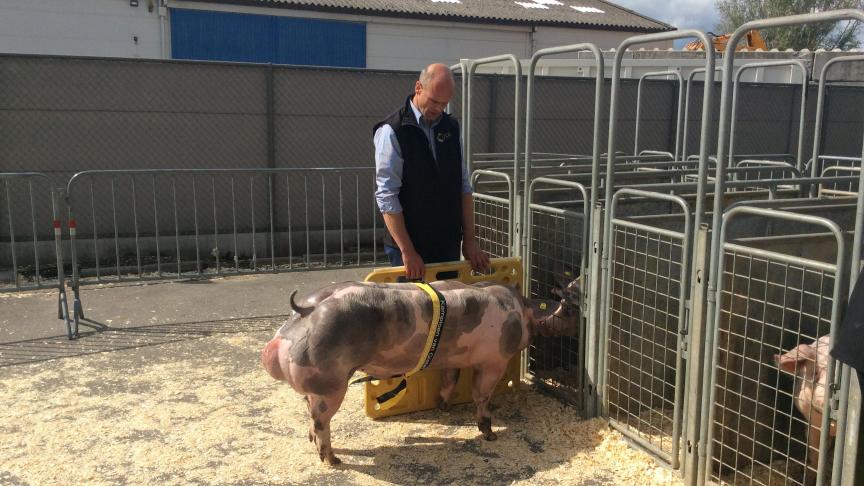 Vergilius van de Blomberg, kampioen beren jonger dan 10 maand. Fokker: Christophe Vancompernolle, Pittem; eigenaar KI Cornette, Poperinge.