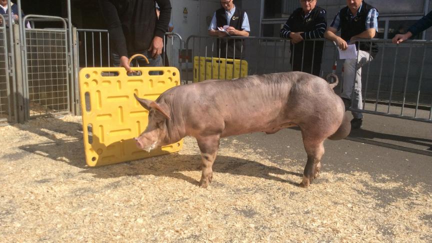 Vierzon van den Bosrand, reservekampioen bij de beren jonger  dan 10 maand. Fokker Luc  Huyghe-Maenhout, Maldegem; eigenaar KI Cornette, Poperinge.
