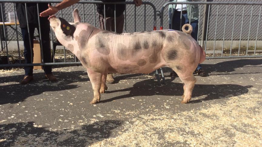Viko Arte Longa, kampioen stress-resistente Piétrain. Fokker Maurice Verlinden, Heist-Op-Den-Berg.