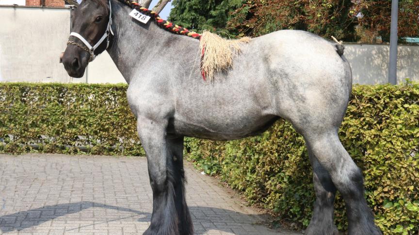 Kjente van ‘t Rietenhof, eerste prijs bij de merrieveulens geboren in 2016 1e reeks. Eig.: Dominique Van Riet, Londerzeel.