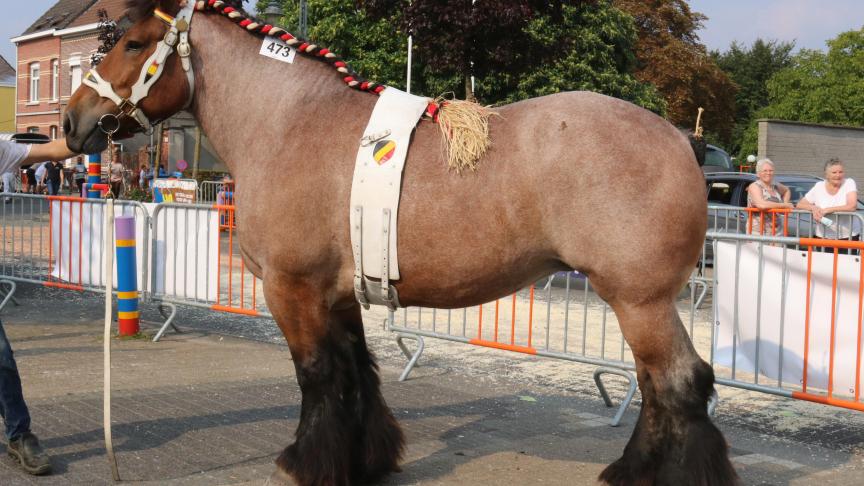 Laura van ‘t Roetaart, eerste prijs bij de merries geboren in 2009 en vroeger. Eig.: Louis Fierens, Ranst.