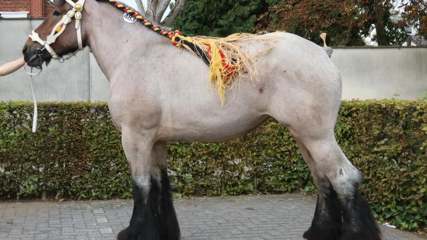 Lisa van de Hoek, eerste prijs bij de merries geboren in 2014 2é reeks en tevens jeugdkampioene,  eig. Benjamien Kuse, Bazel.