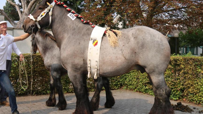 Loret van ‘’t Roetaart, eerste prijs bij de merries geboren in 2010 & 2011. Eig.: Louis Fierens, Ranst.