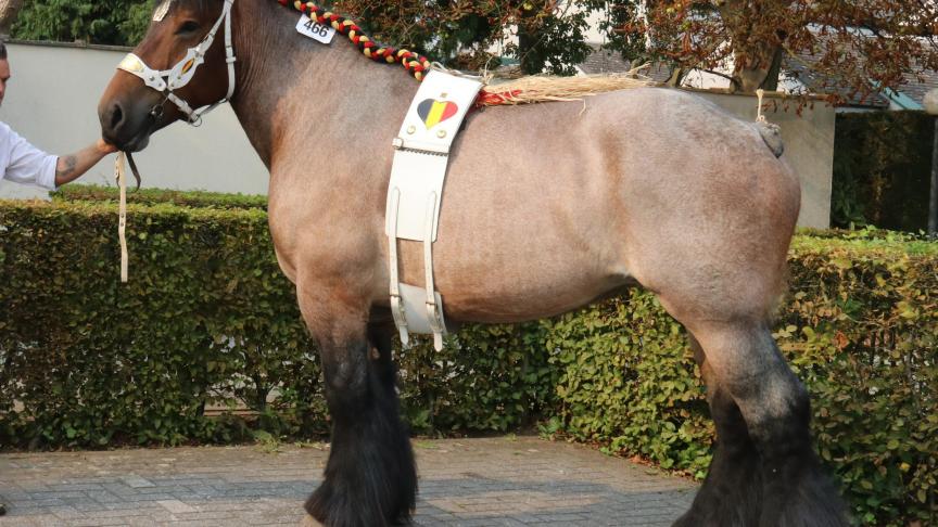 Maya van ‘t Hengelhof, eerste prijs bij de merries geboren in 2012 en 2013 2e reeks en tevens dagkampioene. Eig.: fam. Smeers & zonen, Houthalen.