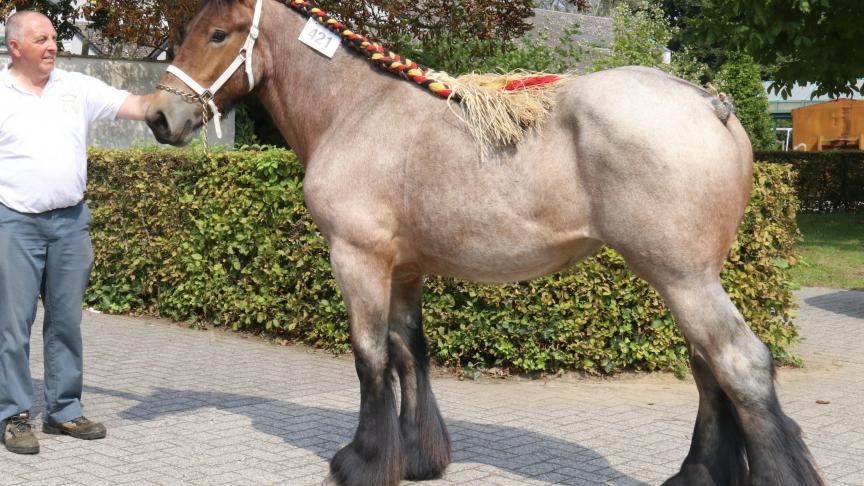 Oda van ‘t Rietenhof van Vlaams Brabant, eerste prijs bij de merrieveulens geboren in 2016 2e reeks en tevens jeugdkampioene. Eig.: Dominique Van Riet, Londerzeel.