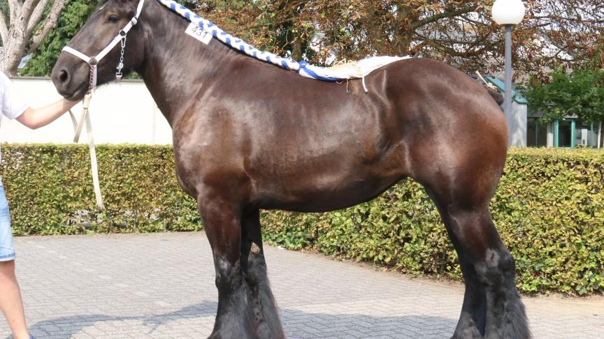 Orpha van het Hermeshof, eerste prijs bij de merrieveulens geboren in 2015 1e reeks. Eig.: Nico Henckens – Geusens & zonen, Maaseik.