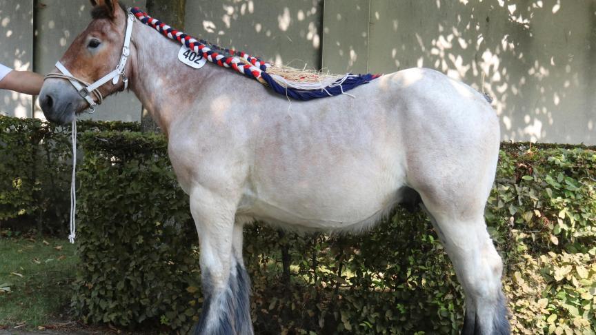 Unique van ‘t Laureijnehof, eerste prijs bij de hengstveulens geboren in 2016 1e reeks. Eig.: E. VAn Haelst fam.O.J.E.R., Philippine (NL).