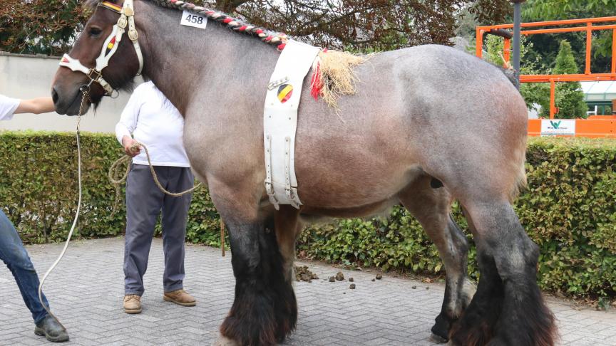 Ariane van ‘t Roetaart, eerste prijs bij de merries geboren in 2012 & 2013 1e reeks. Eig.: Louis Fierens, Ranst.