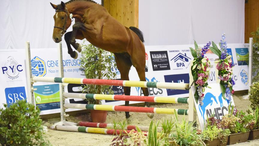 Just Boy du Seigneur, kampioen van Wallonië tweejarigen vrijspringen.