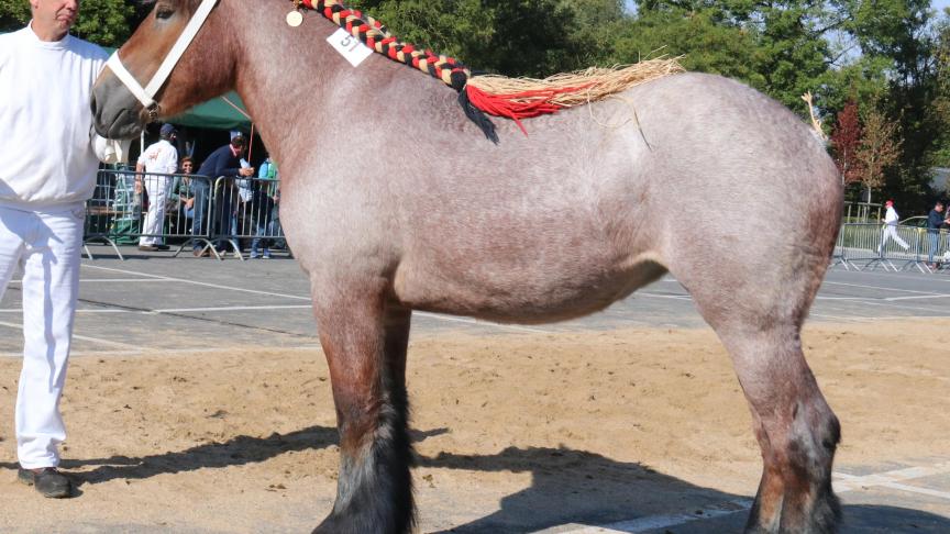 Alice van de Hogeakker, eerste prijs bij de merries geboren in 2015 kleine maat. Eig.: Christof Van Bogaert, Tielrode.