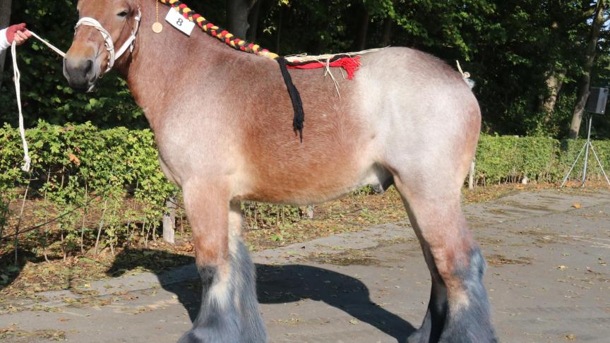 Bas van ‘t Rietenhof van Vlaams Brabant, eerste prijs bij de hengstveulens geboren in 2016 kleine maat en tevens kampioen. Eig.: E. Van Langenhove en D. Van Riet, Denderbelle.