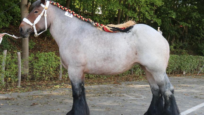 Charlotte van ‘t Schoorkenshof, eerste prijs bij de merries geboren in 2012 grote maat.
Eig.: Fam. Bulteel – Pauwels, Haasdonk.