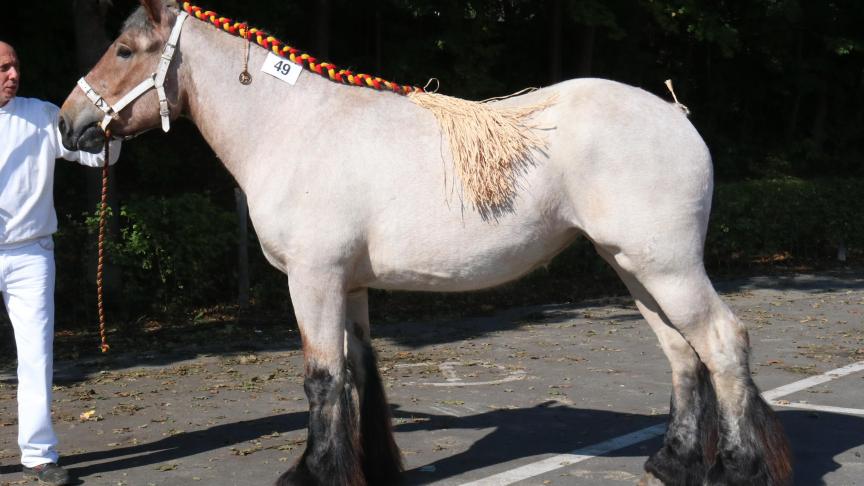 Evy van Luchteren, eerste prijs bij de merries geboren in 2015 midden maat. Eig.; stal Van Luchteren, Drongen.
