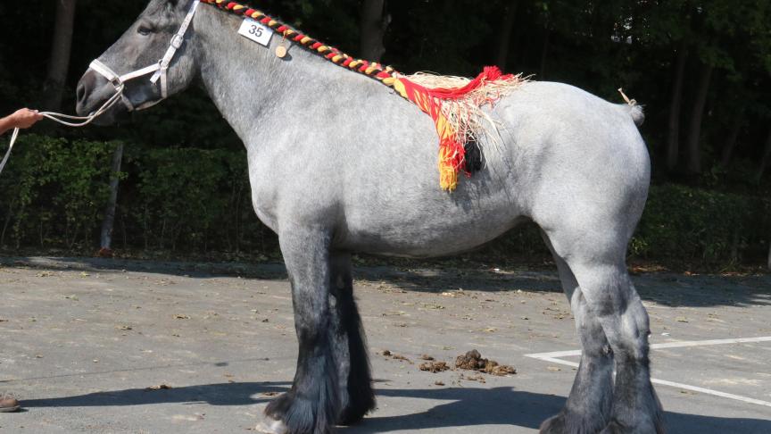 Iris van ‘t Langhof, eerste prijs bij de merries geboren in 2015 grote maat en tevens kampioene bij de tweejarigen. Eig.: E. Van Langenhove & M. Westestraete, Denderbelle.