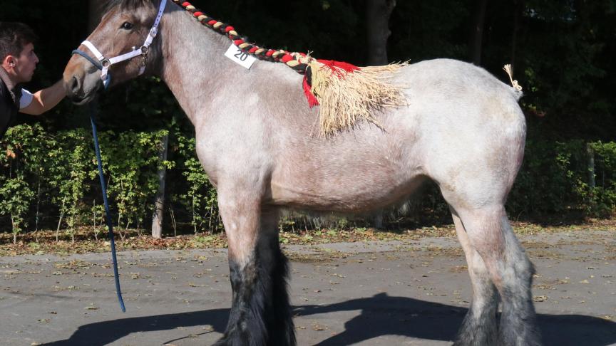 Mabelle van de Boterhoeve, eerste prijs bij de Merries geboren in 2016 kleine maat en tevens kampioene. Eig.: Luc & Ignaece Imschoot, Beervelde.