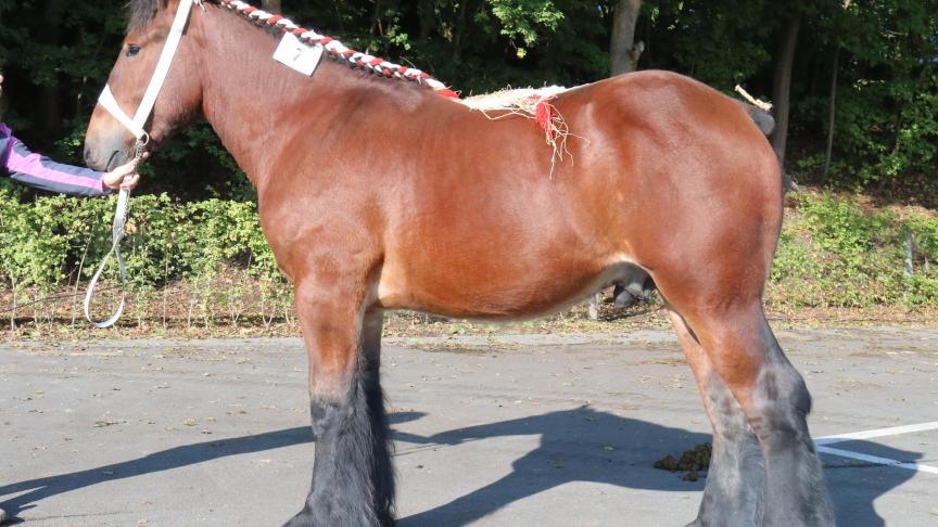 Nectar van de Parelhoeve, eerste prijs bij de hengstveulens geboren in 2016 grote maat. Eig.: Marniq - Elize – Virgini Van Buggenhout, Aaigem.