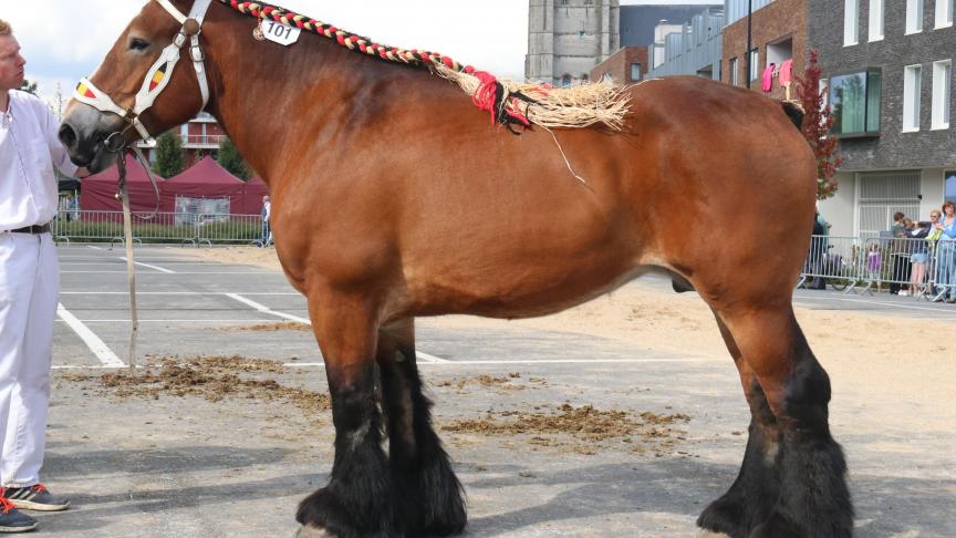 Sanne van de Ruiterweg, eerste prijs bij de merries geboren in 2009. Eig.: Eric Verwilst, Deinze.