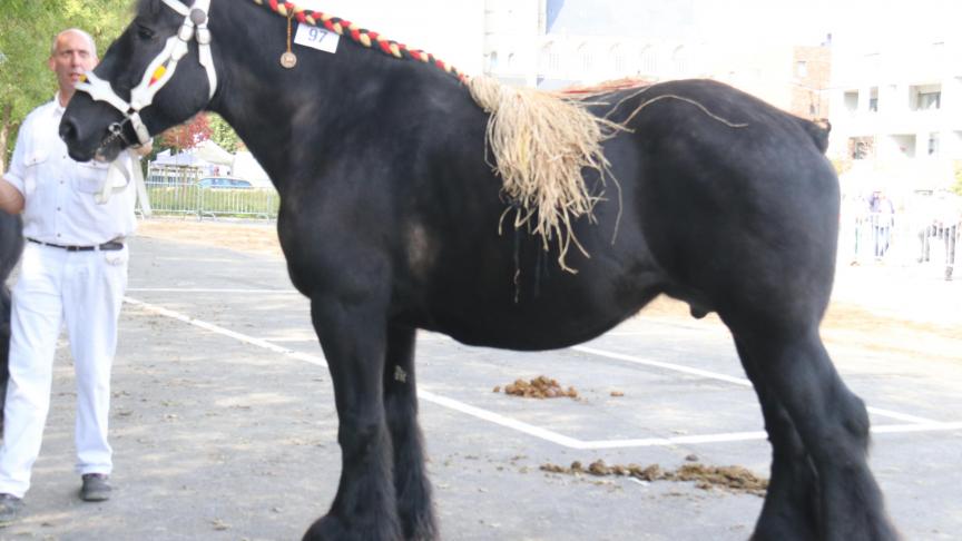 Sterre van ‘t IJzerhof, eerste prijs bij de merries geboren in 2010. Eig.: Steven Watte, Ninove.