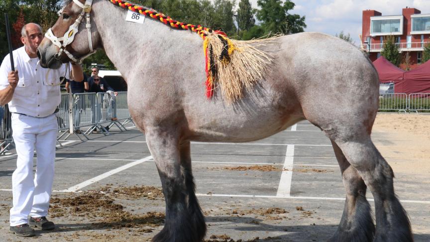 Angelique van Luchteren, eerste prijs bij de merries geboren in 2011 en tevens dagkampioene. Eig.: stal Van Doorselaere, Drongen.