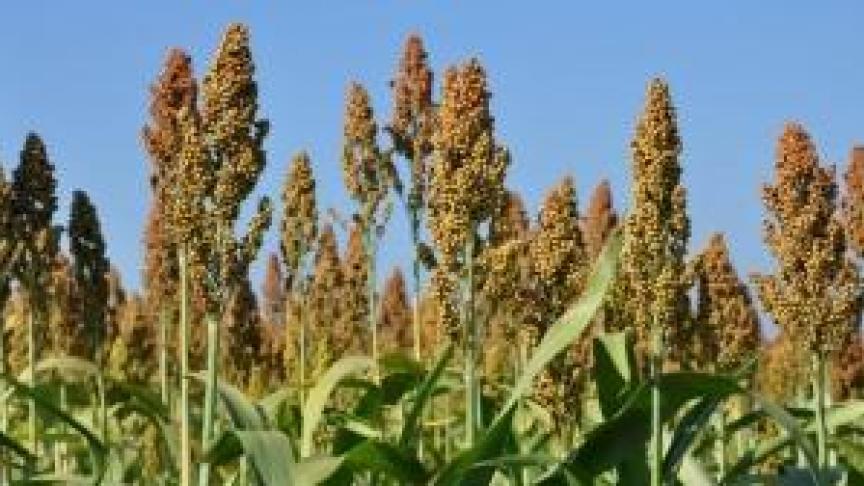 Sorghum