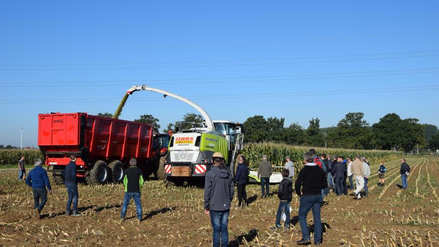Naast suikerbieten beslaat maïs (zowel om te hakselen als te dorsen) een groot deel van het teeltplan.
