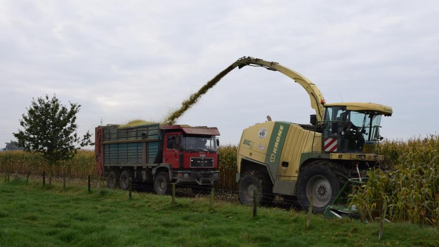 De meeste maïs is nu meer dan hakselrijp.