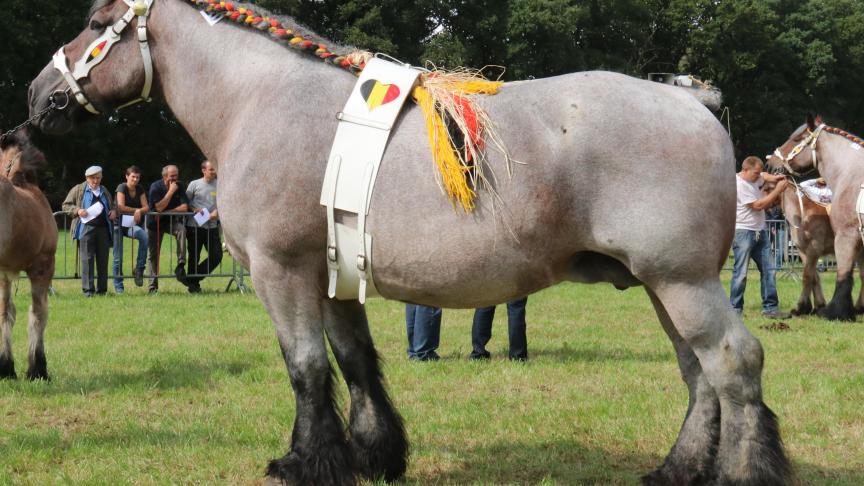 Belle demoiselle d’ Horymetz, eerste prijs bij de merries geboren in 2008. Eig.: Jeroen Beckers, Emblem.