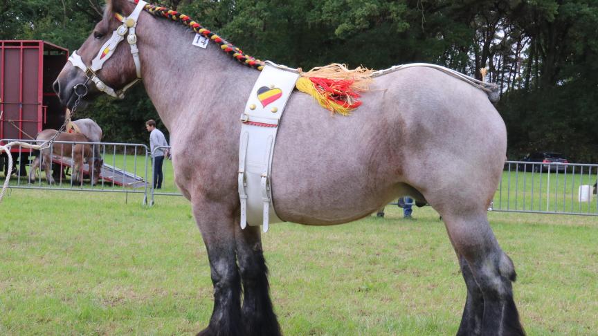 Fleur van ‘t Groenenbroek,
eerste prijs bij de merries geboren in 2013. Eig.: Frans & Monique Beulens, Ranst.