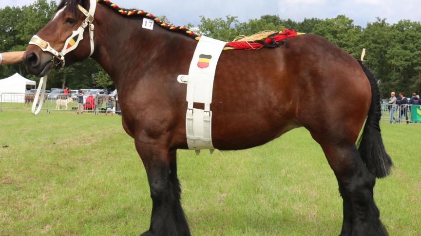 Lotte van de Killige Landen, eerste prijs bij de merries geboren in 2012. Eig.: Anne Sophie Cornelis – Putte.