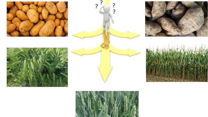 ‘Hoe doen onze gewassen het op de markt en met welk gewas verdienen we het beste?’ was de centrale vraag tijdens de graanavond.