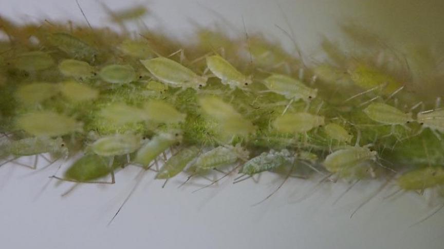 De aanwezigheid van bladluizen dient zeer nauwkeurig en  voorzichtig gecontroleerd  te worden.