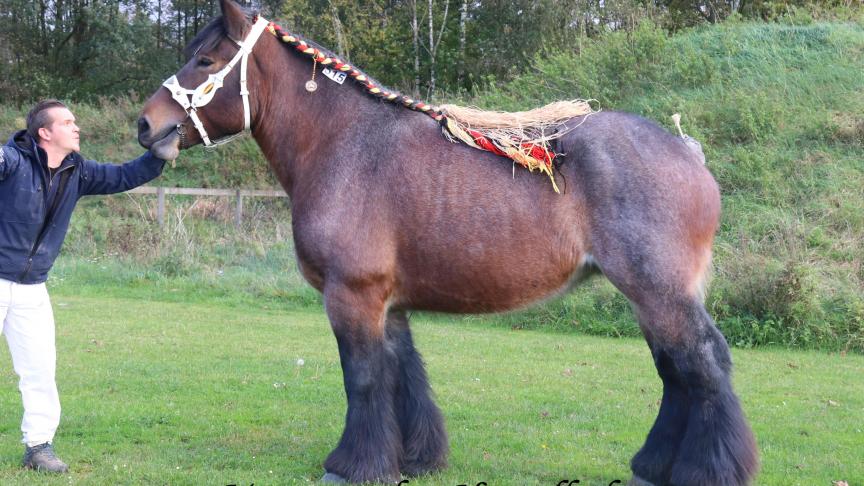 Maya van het Hengelhof, eerste prijs bij de merries geboren in 2012. Eig.: Fam. Smeers & zonen, Houthalen–helchteren.