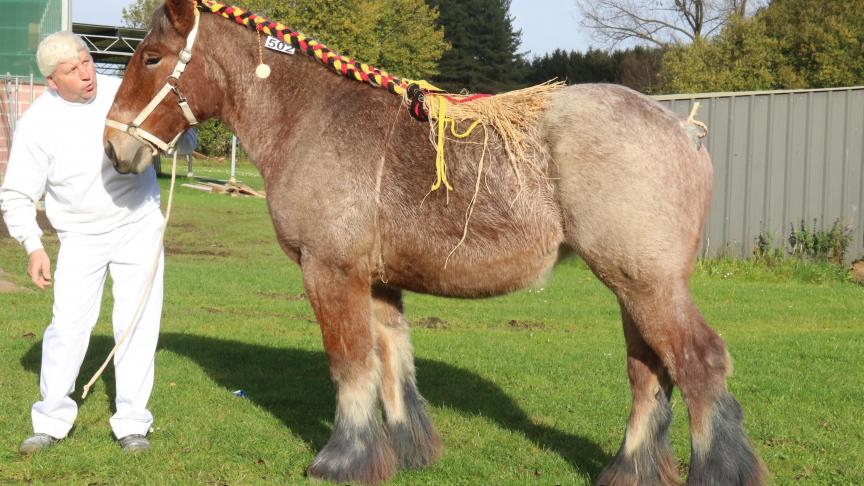 Mayke van het Koyennehof, eerste prijs bij de merries geboren in 2016. Eig.: Hubert Roox-Smeermaas, Lanaken.