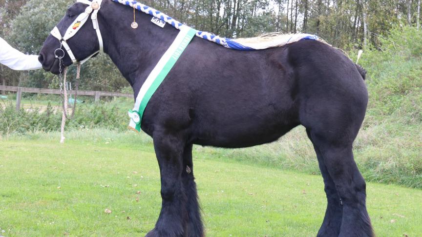 Orpha van het Hermeshof, eerste prijs bij de merries geboren in 2015 en tevens kampioene. Eig.: Kobe Henckens, Maaseik.