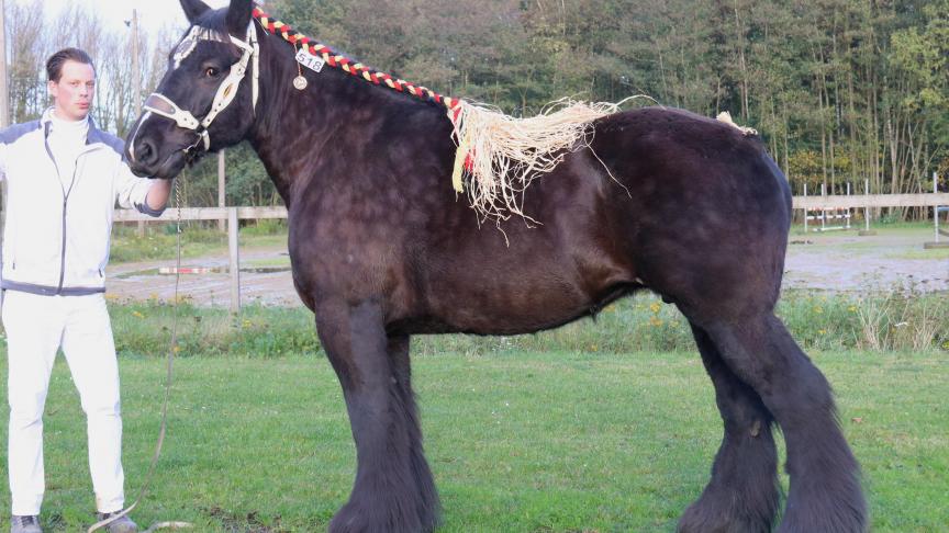 Sibelle van het Rijkelhof, eerste prijs bij de merries geboren in 2011. Eig.: Nico Smeers, Borgloon.