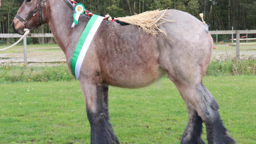 Elena van het Hokselaarhof, eerste prijs bij de merrieveulens geboren in 2017 oudste veulens eerste reeks en tevens kampioene. Eig.: Nico & Maxim Smeers, Borgloon.