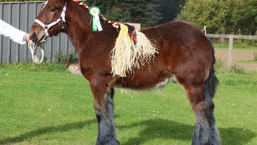 Flor van de Neerkouter van Vlams Brabant, eerste prijs bij de hengstveulens geboren in 2017 jongste veulens eerste reeks. Stal de Broekwinning & Moreels, Heusden-Zolder.
