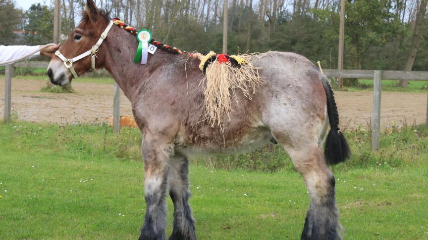 Fons van ‘t Minnenest, eerste prijs bij de hengstveulens geboren in 2017 oudste veulens eerste reeks. Eig.: Jella & Rik Swinnen, Tessenderlo.