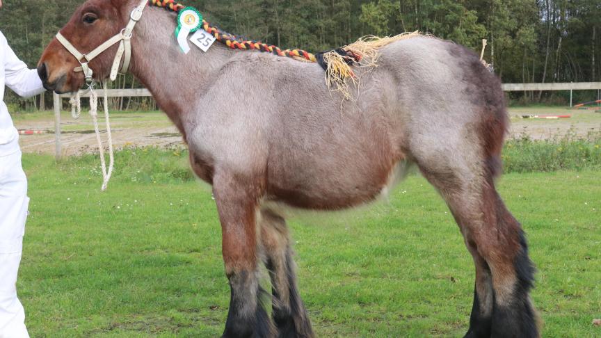 Lila van de Kerkeveldhoeve, eerste prijs bij de merrie veulens geboren in 2017 jongste veulens tweede reeks. Eig.: Walter Oorts, Pulderbos.