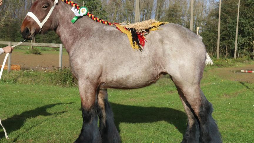 Rolinde van de Grens, eerste prijs bij de merrie veulens geboren in 2016. Eig.: Jos Jansen & Zoon, Meerle.