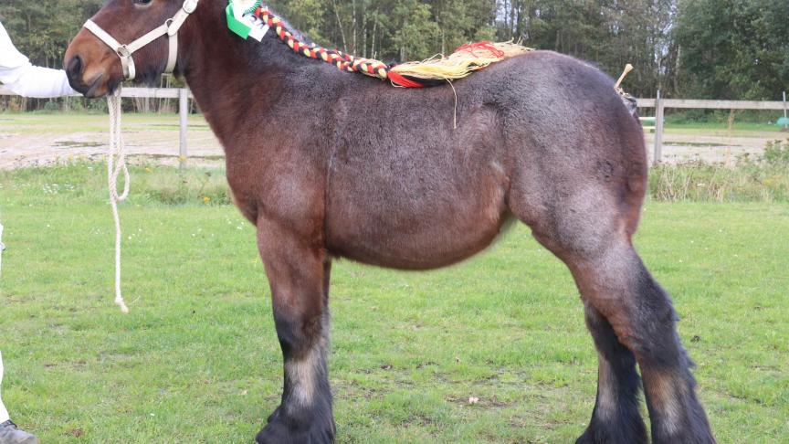 Roos van de Kerkeveldhoeve, eerste prijs bij de merries veulens oudste veulens tweede reeks. Eig.: Walter Oorts, Pulderbos.