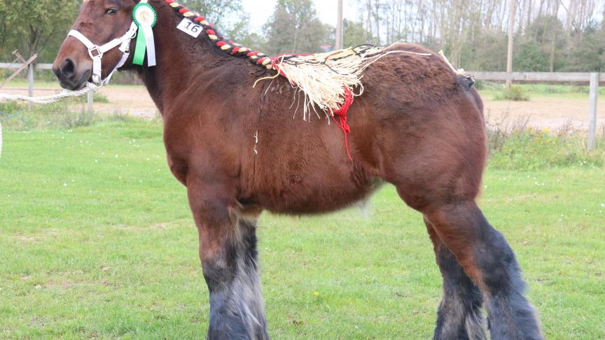 Tes van de Malou, eerste prijs bij de merries veulens geboren in 2017 jongste veulens eerste reeks. Eig.: Guy Geypen, Balen.