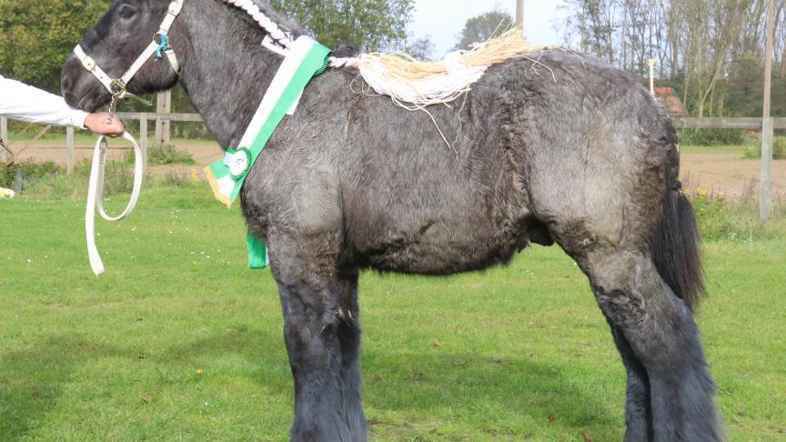 Mark van de Bouwhoeve, eerste prijs bij de hengstveulens geboren in 2017, oudste veulens en tevens kampioen. Eig.: Stal de Broekwinning & Moreels, Heusden-Zolder.