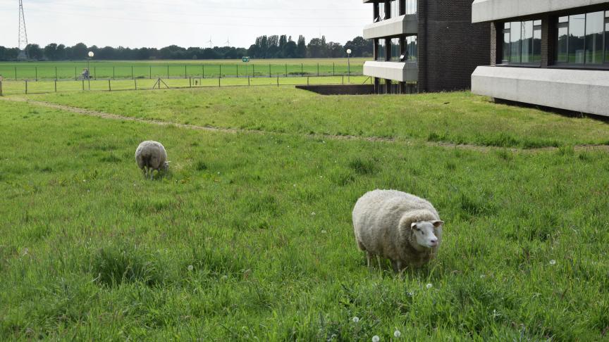 Dit project wil inzetten om mogelijkheden en moeilijkheden van de korte keten in kaart te brengen en beter kenbaar te maken.